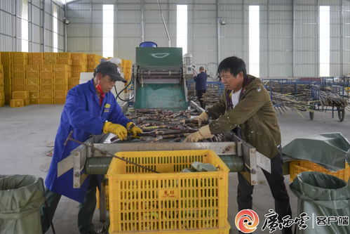 象州甘蔗種莖加工廠與高效抽油泵 雙引擎助力農民增收致富